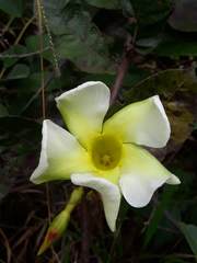 Odontadenia lutea