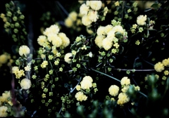 Acacia littorea