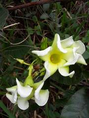 Odontadenia lutea