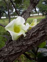 Odontadenia lutea