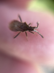 Coriomeris denticulatus