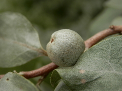 Elaeagnus commutata