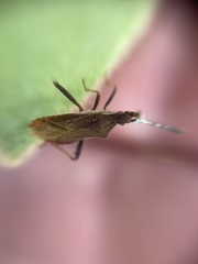 Coriomeris denticulatus