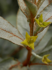Elaeagnus commutata