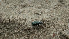 Coleoptera