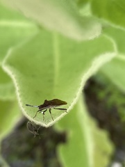 Coriomeris denticulatus
