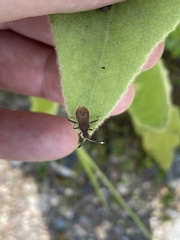 Coriomeris denticulatus