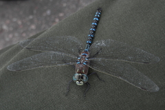 Aeshna interrupta