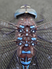Aeshna interrupta