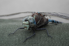 Aeshna interrupta