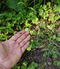 Schedonnardus paniculatus