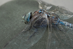 Aeshna interrupta