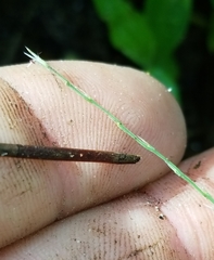 Schedonnardus paniculatus