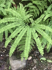 Adiantum aleuticum aleuticum