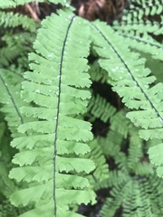 Adiantum aleuticum aleuticum