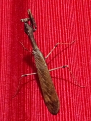 Epaphrodita musarum