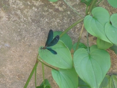 Calopteryx japonica