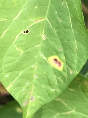 Puccinia convolvuli