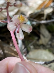 Pyrola aphylla