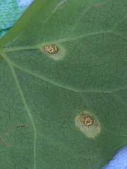 Puccinia convolvuli