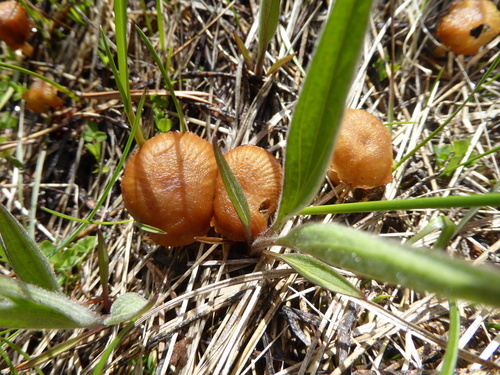 iNaturalist observation photo of Common Gilled Mushrooms and Allies