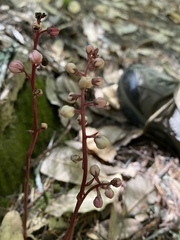 Pyrola aphylla
