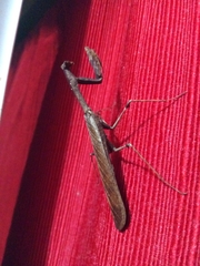 Epaphrodita musarum