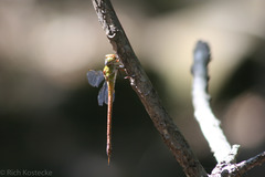 Coryphaeschna diapyra