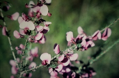 Gompholobium scabrum