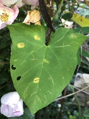 Puccinia convolvuli