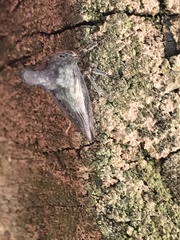 Glossonotus acuminatus