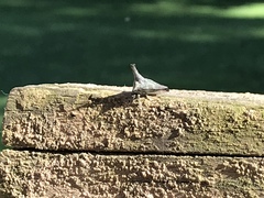 Glossonotus acuminatus