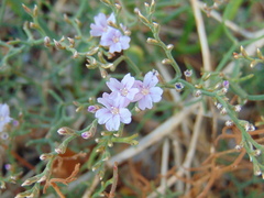 Limonium cancellatum