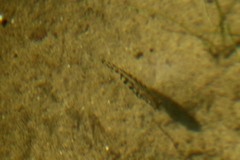 Gasterosteus aculeatus aculeatus