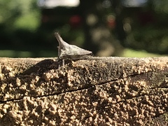 Glossonotus acuminatus