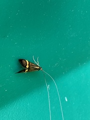 Nemophora degeerella