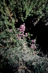 Gompholobium scabrum