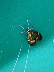 Nemophora degeerella