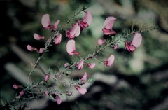 Gompholobium scabrum