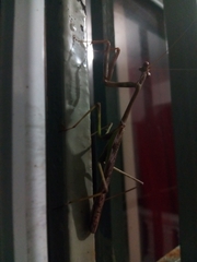 Stagmomantis domingensis