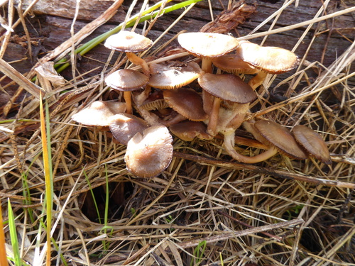 iNaturalist observation photo of Bonnets