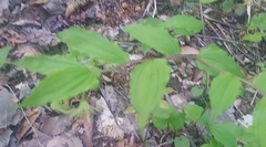Prosartes lanuginosa
