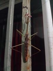 Stagmomantis domingensis