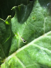 Chrysoesthia sexguttella