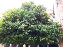 Magnoliopsida