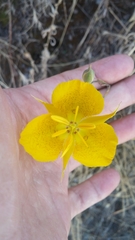 Calochortus weedii