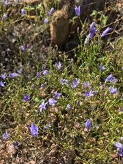 Campanula reverchonii