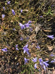 Campanula reverchonii