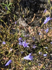 Campanula reverchonii