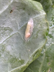 Chrysoesthia sexguttella